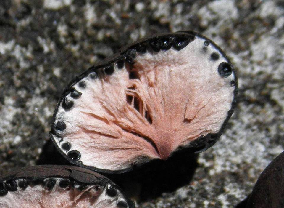 Xylaria tuberoides image