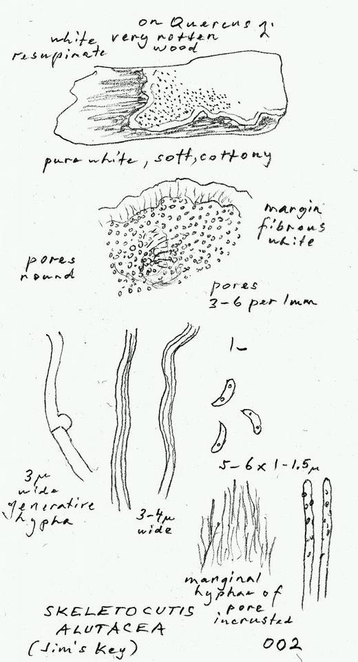 Skeletocutis alutacea image