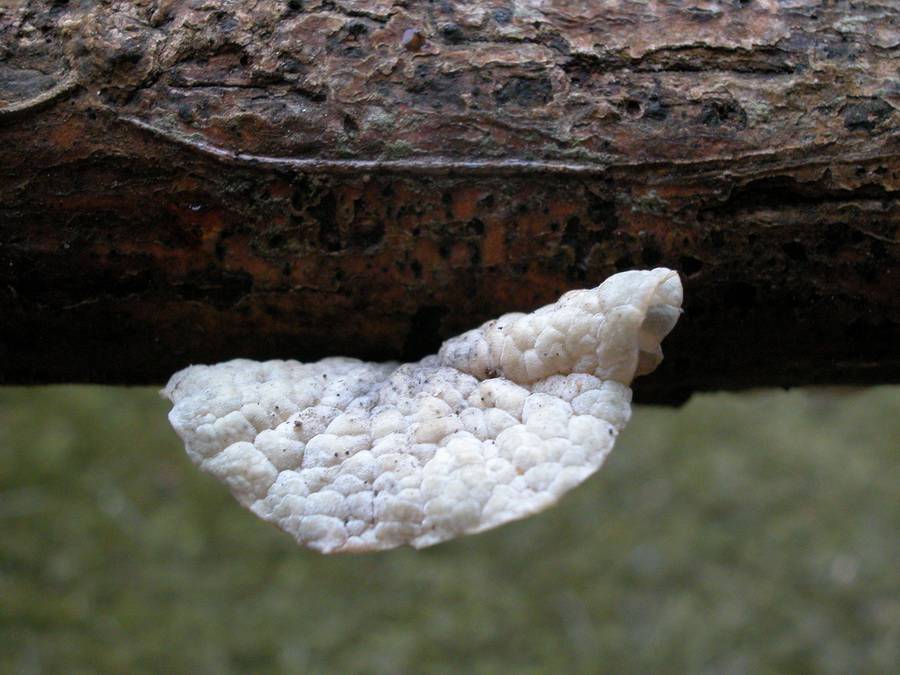 Tetrapyrgos subdendrophora image