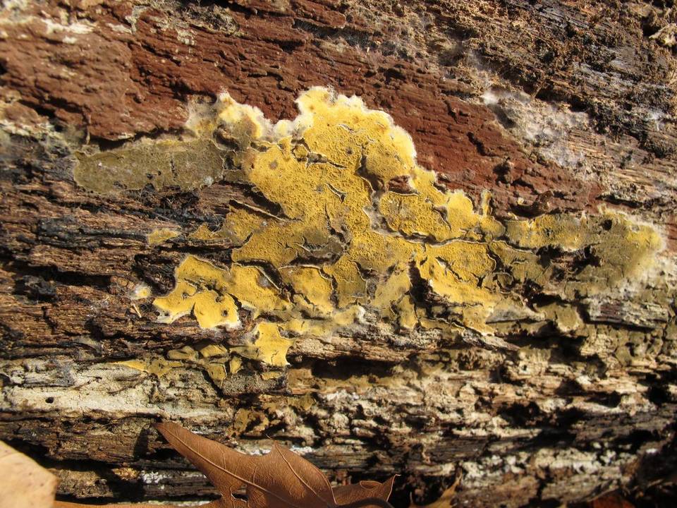 Phlebia subochracea image