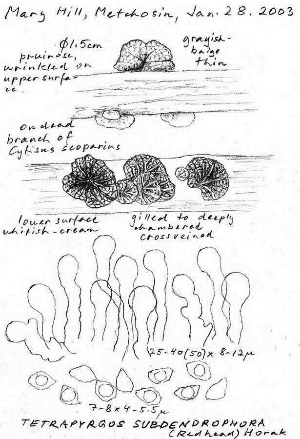 Tetrapyrgos subdendrophora image