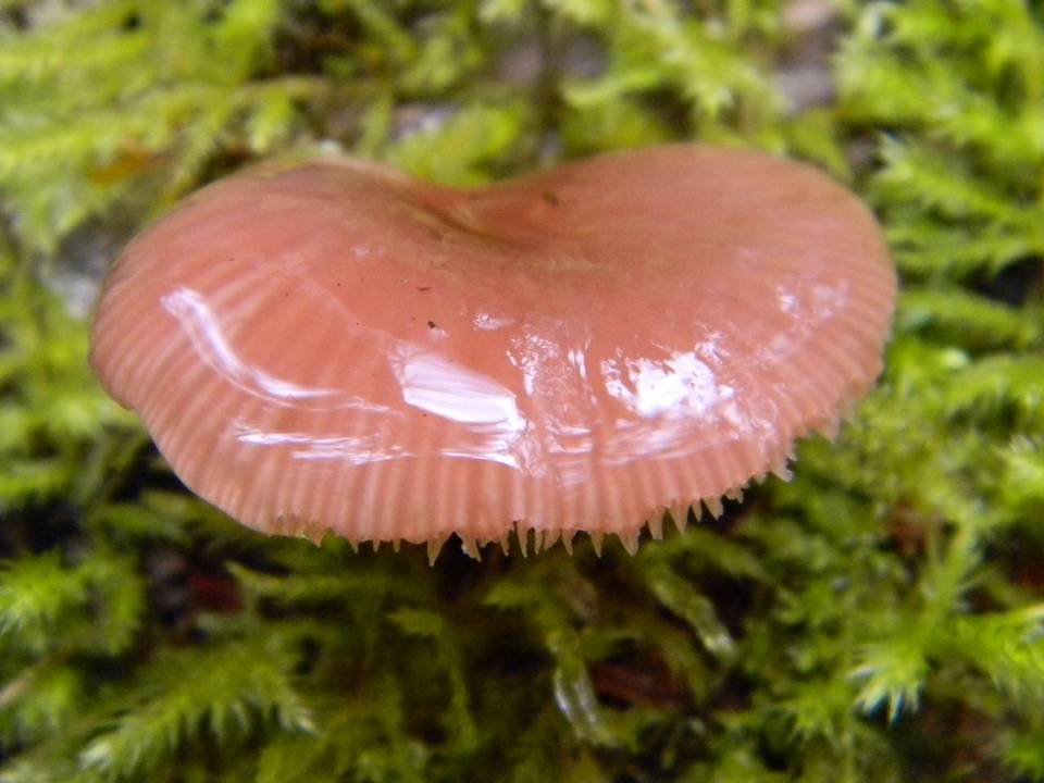 Pleurotopsis longinqua image