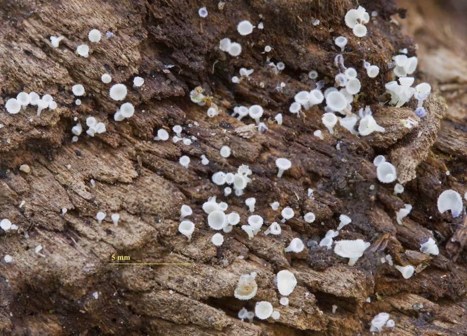 Dasyscyphella montana image