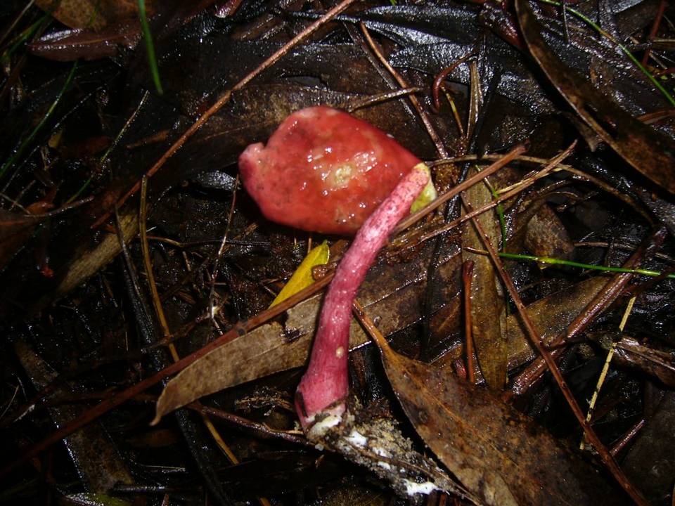 Boletellus obscurecoccineus image