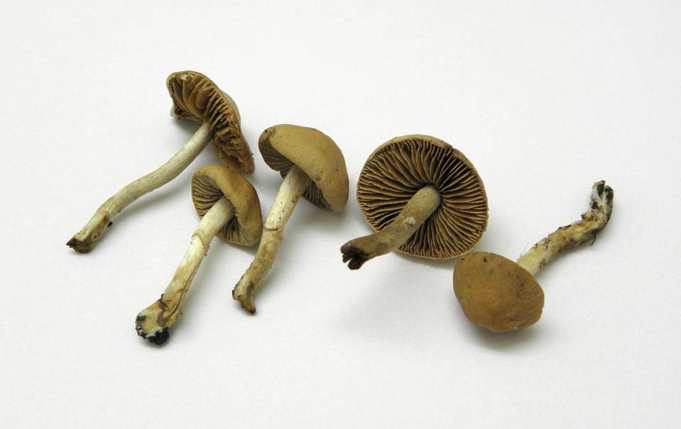 Conocybe exannulata image