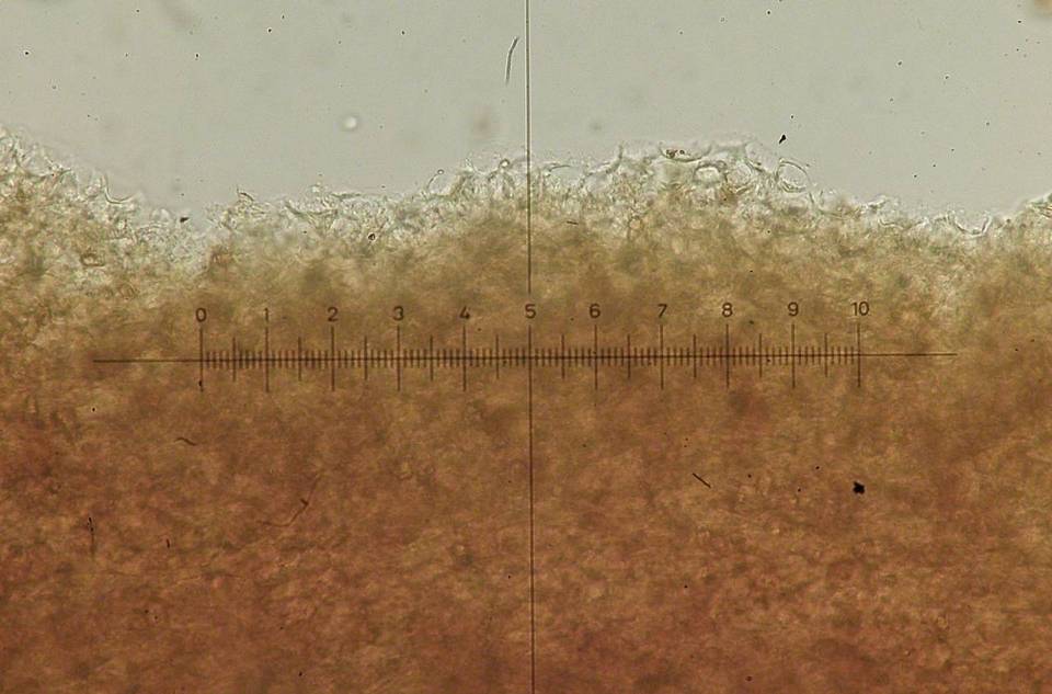 Conocybe exannulata image