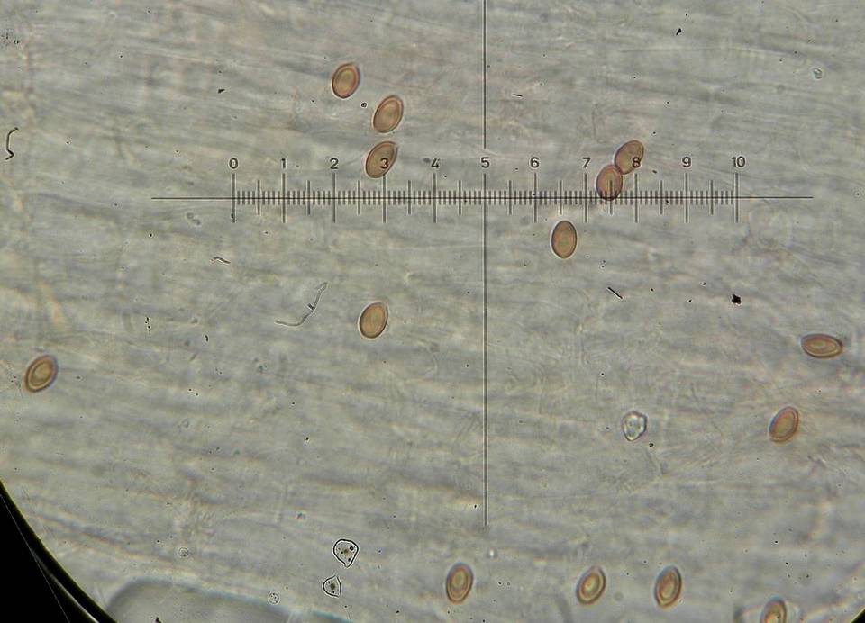 Conocybe exannulata image
