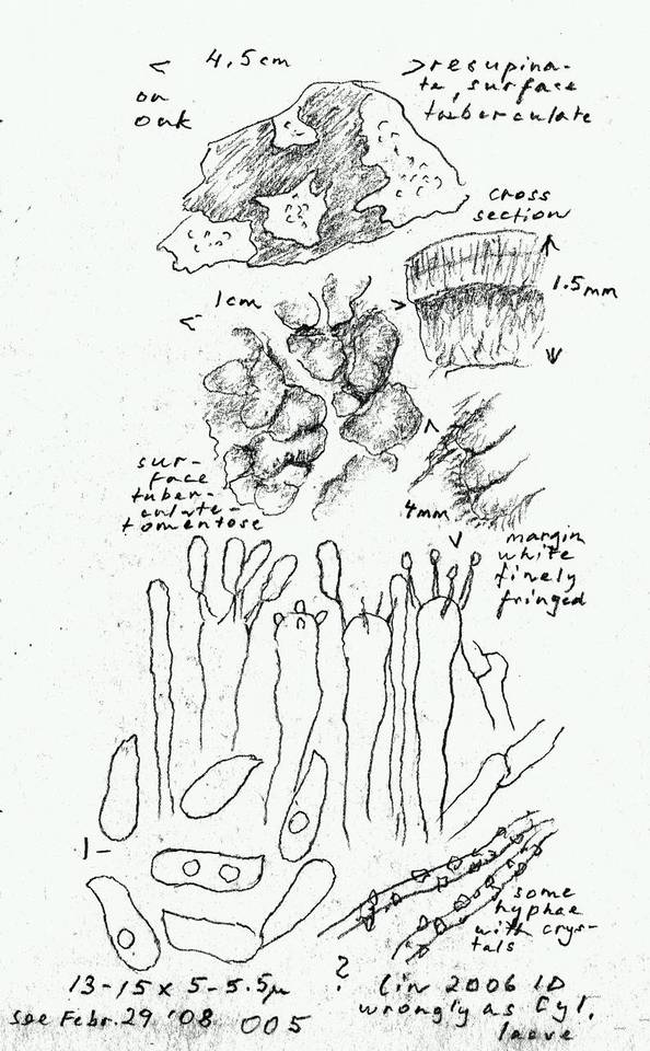 Ramaricium flavomarginatum image