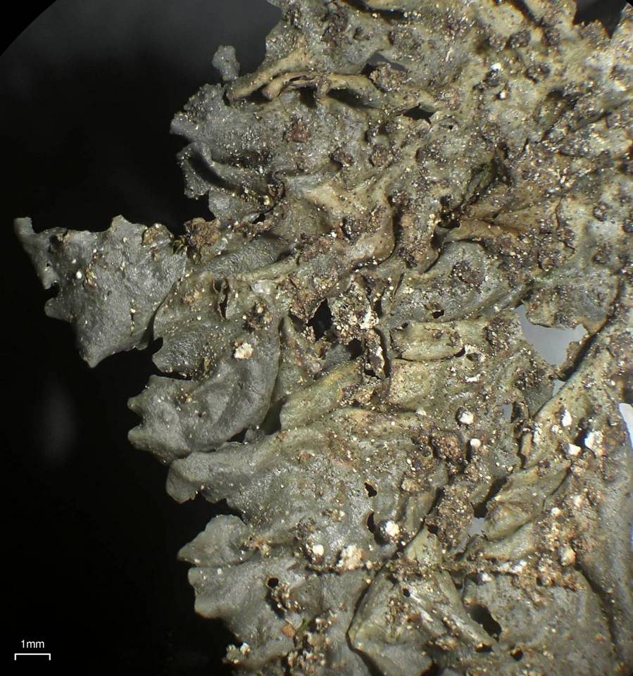 Leptogium joergensenii image