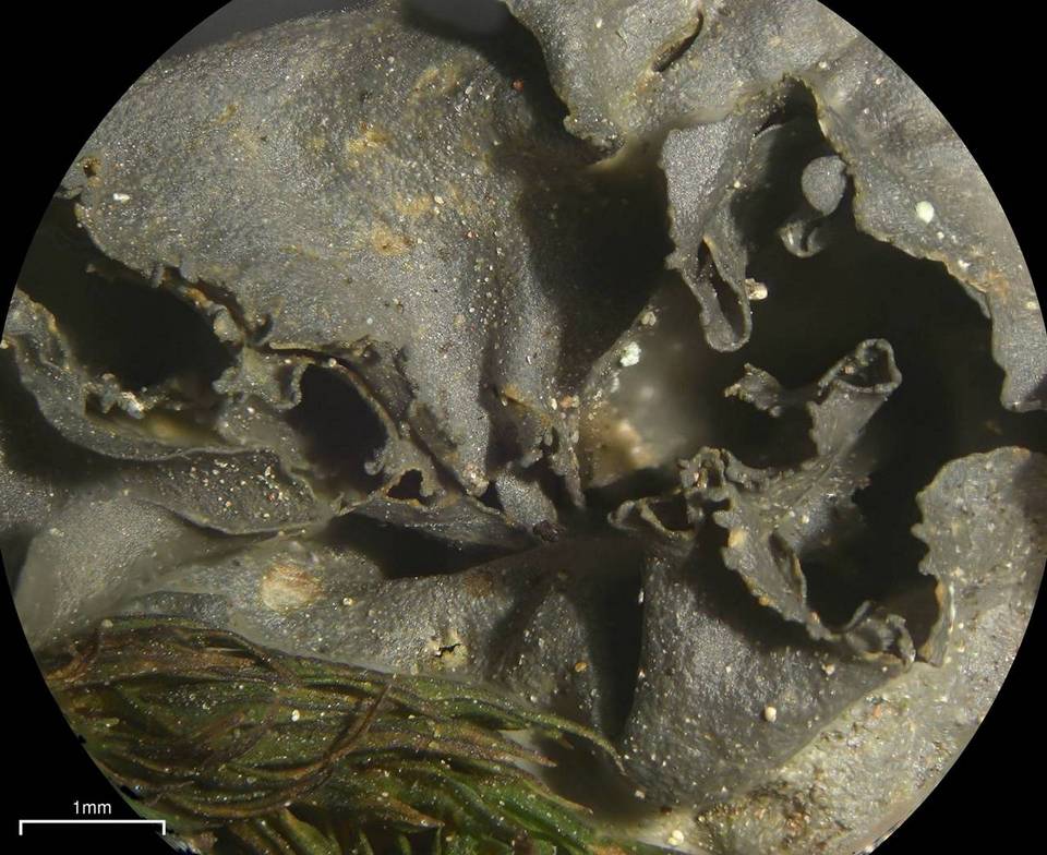 Leptogium joergensenii image