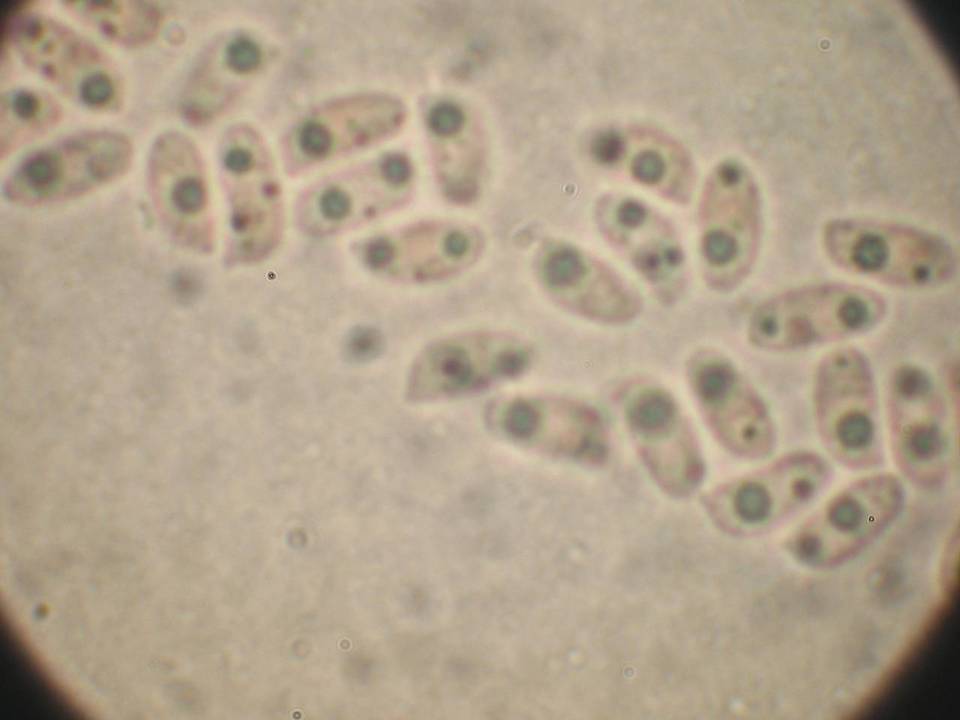 Hyphodontia quercina image