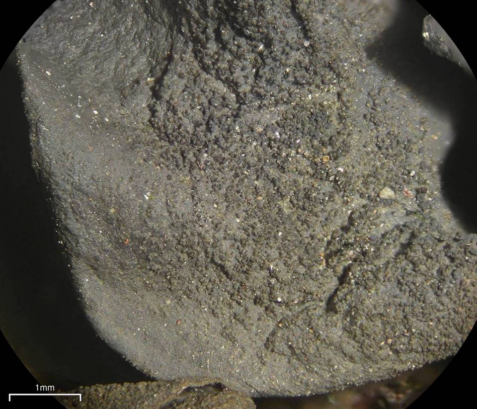 Leptogium arsenei image