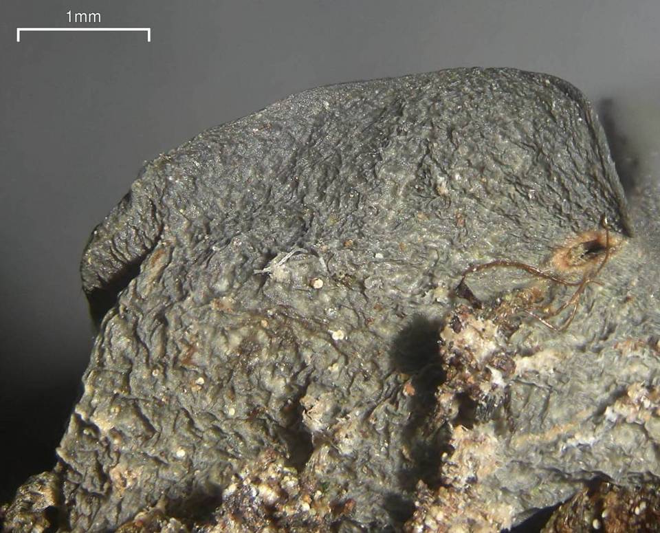 Leptogium arsenei image