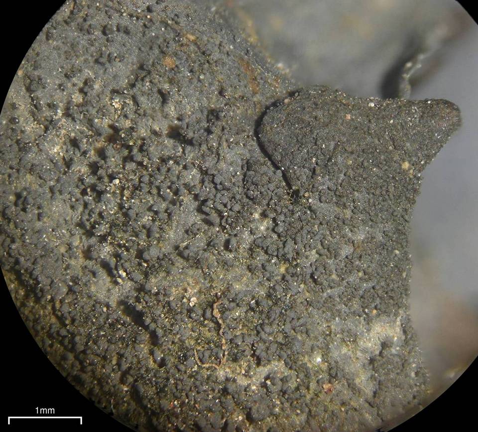 Leptogium arsenei image