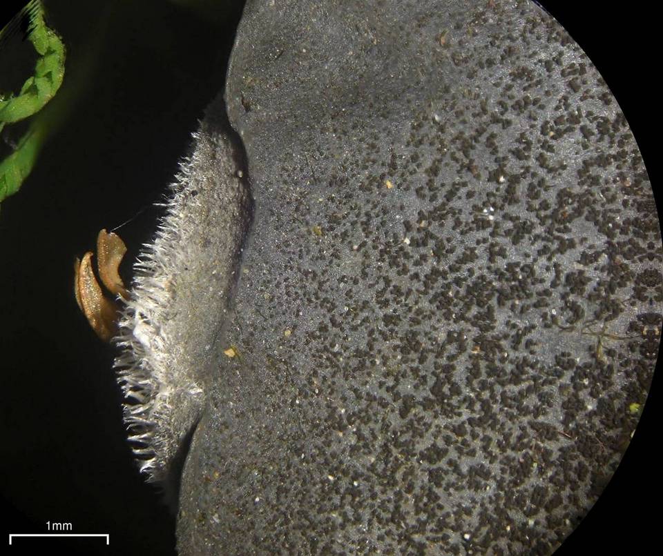 Leptogium burnetiae image