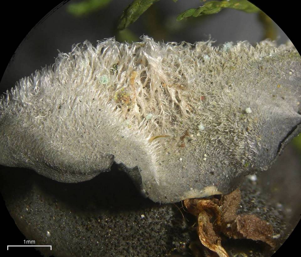 Leptogium burnetiae image
