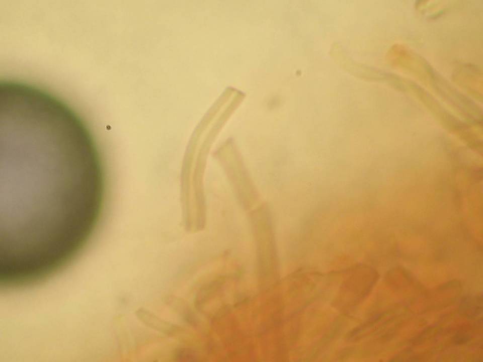 Cinereomyces lindbladii image