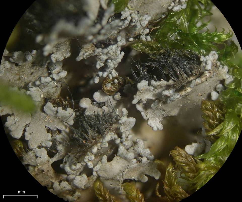 Pannaria tavaresii image