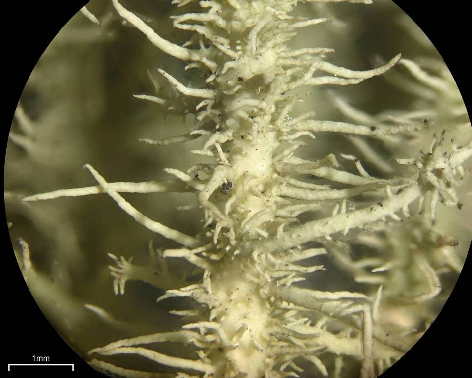 Usnea parvula image