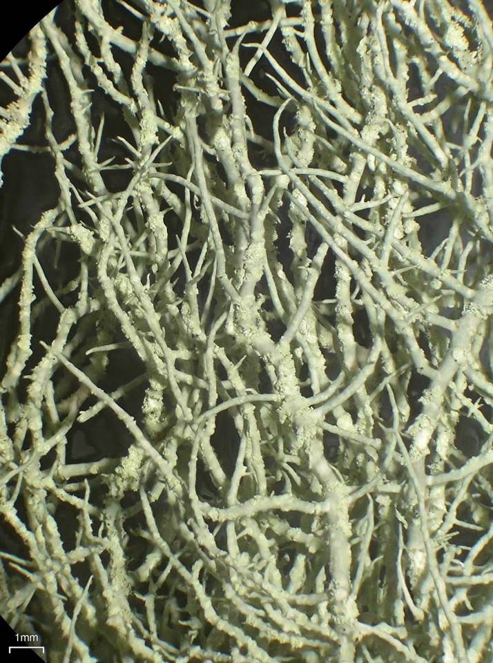 Usnea lapponica image