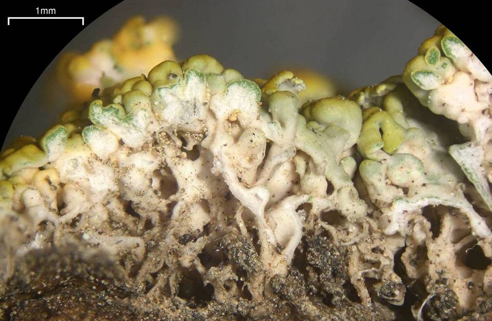 Xanthomendoza montana image