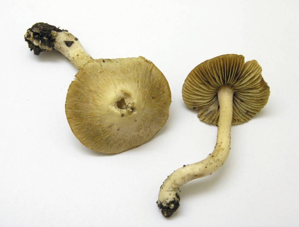 Inocybe olympiana image