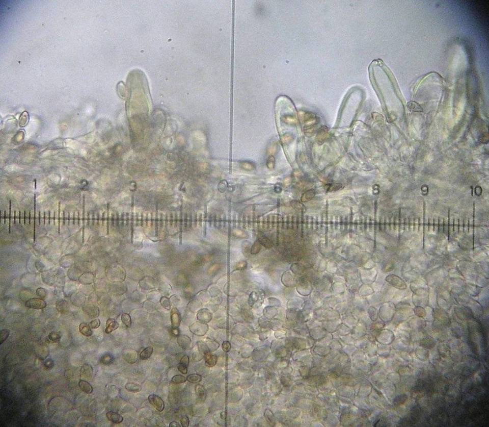 Inocybe olympiana image