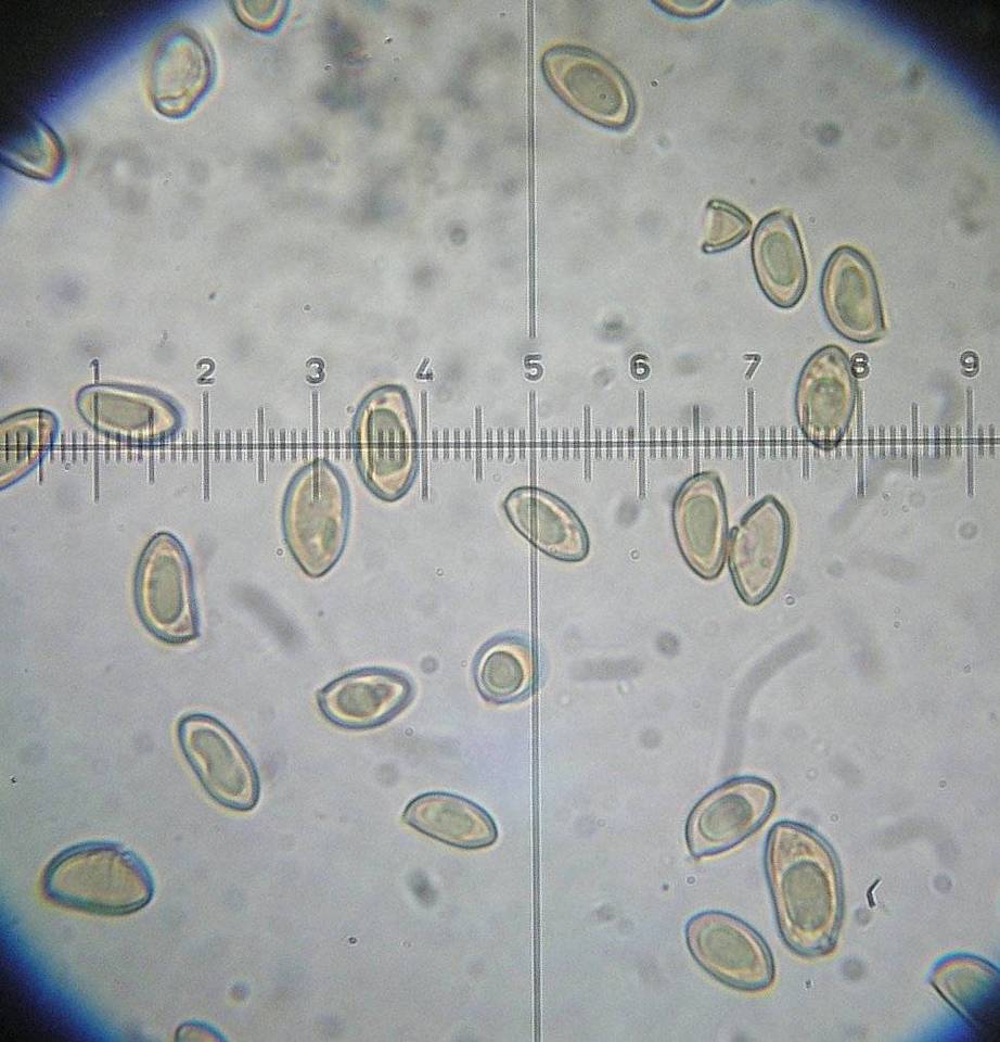 Inocybe olympiana image