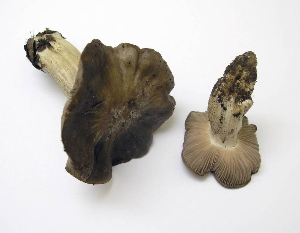 Entoloma cinereolamellatum image