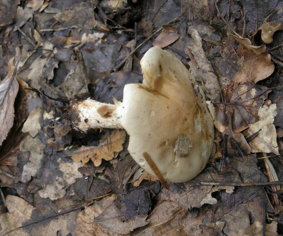 Hebeloma sinapizans image