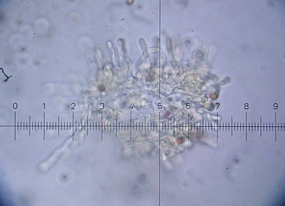 Hebeloma sinapizans image