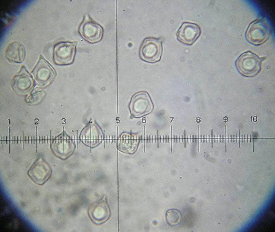 Entoloma rhombisporum var. rhombisporum image