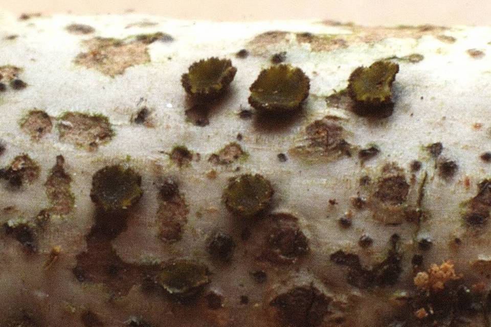 Mollisia ventosa image