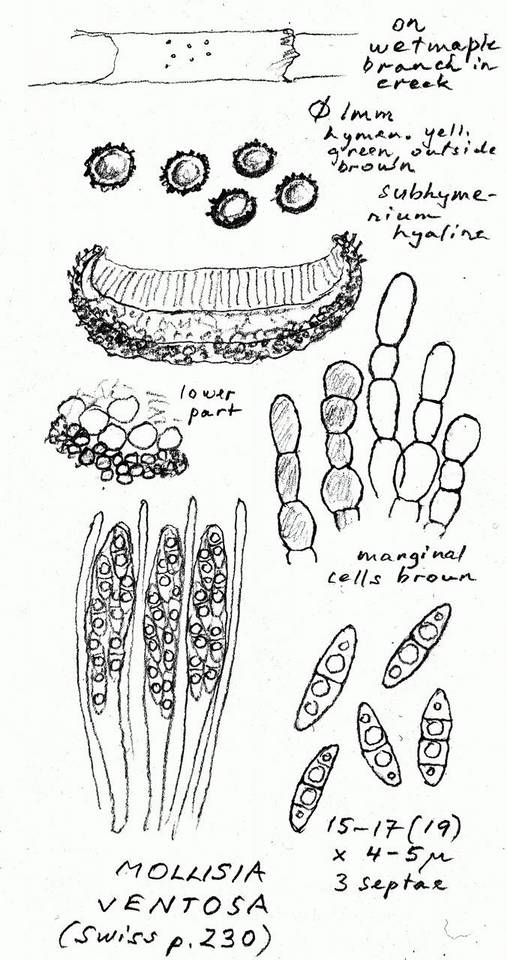 Mollisia ventosa image