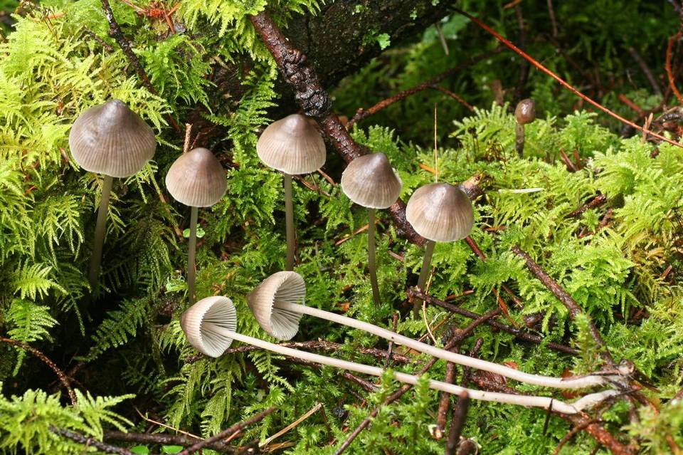 Mycena parabolica image