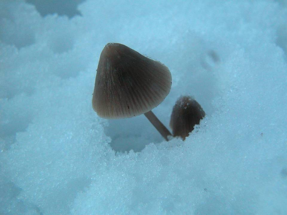 Mycena parabolica image