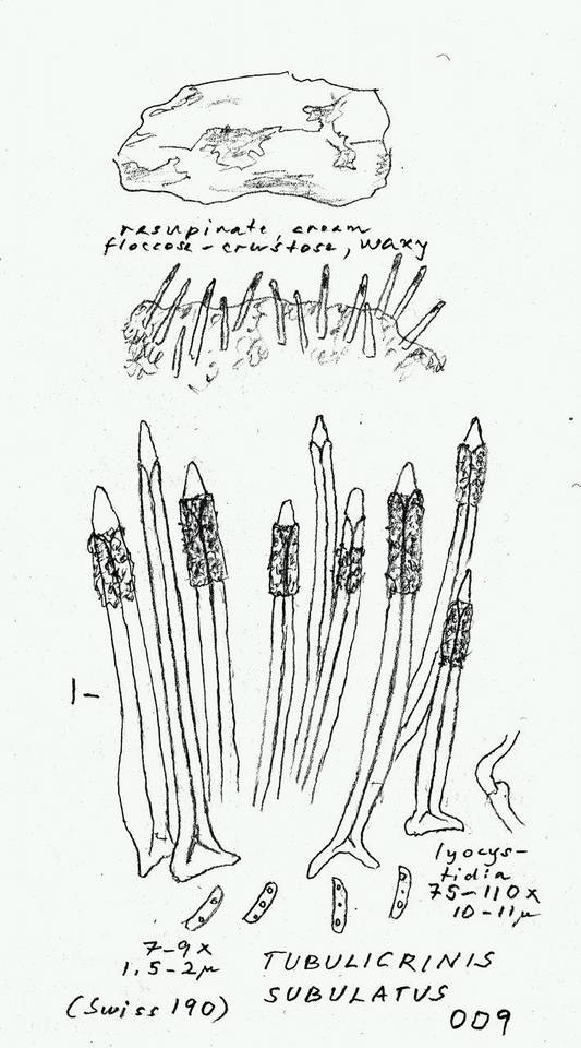 Tubulicrinis subulatus image