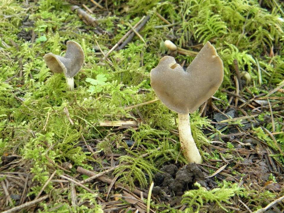 Helvella latispora image