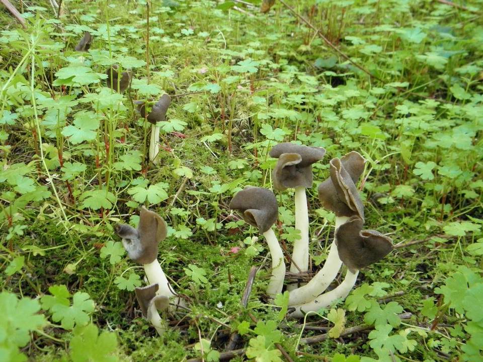 Helvella latispora image
