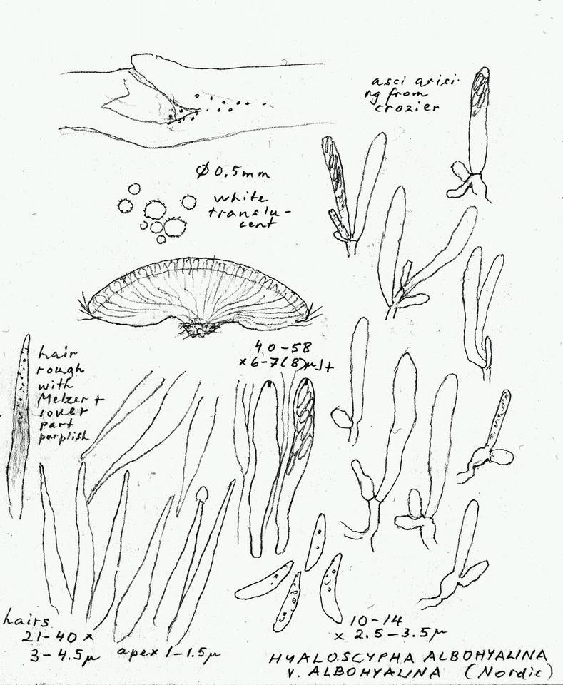 Hyaloscypha albohyalina var. albohyalina image