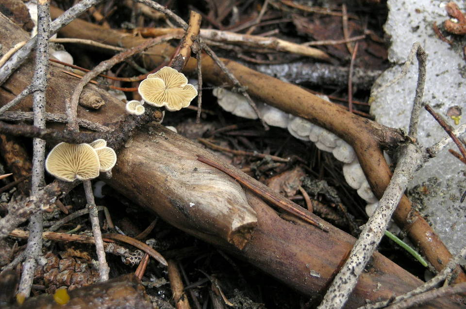 Crepidotus fimbriatus image