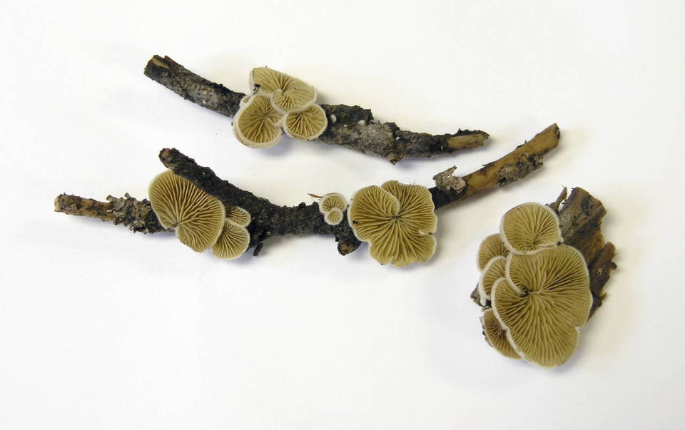 Crepidotus fimbriatus image