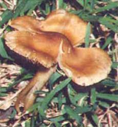 Inocybe aeruginascens image