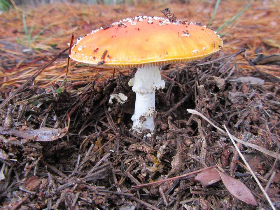 Amanita muscaria var. muscaria image