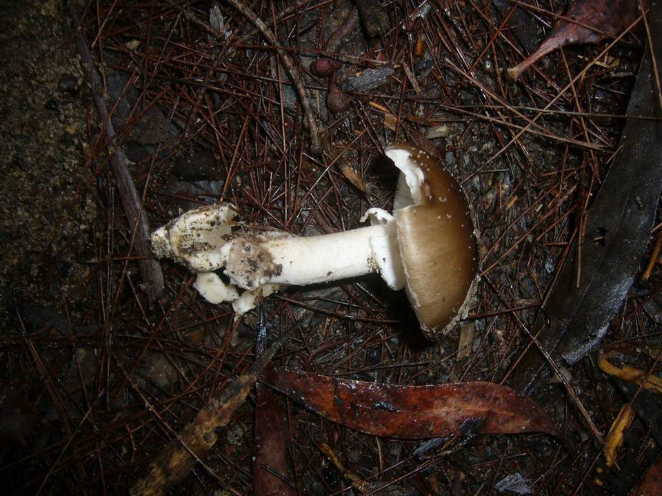 Amanita subspissa image