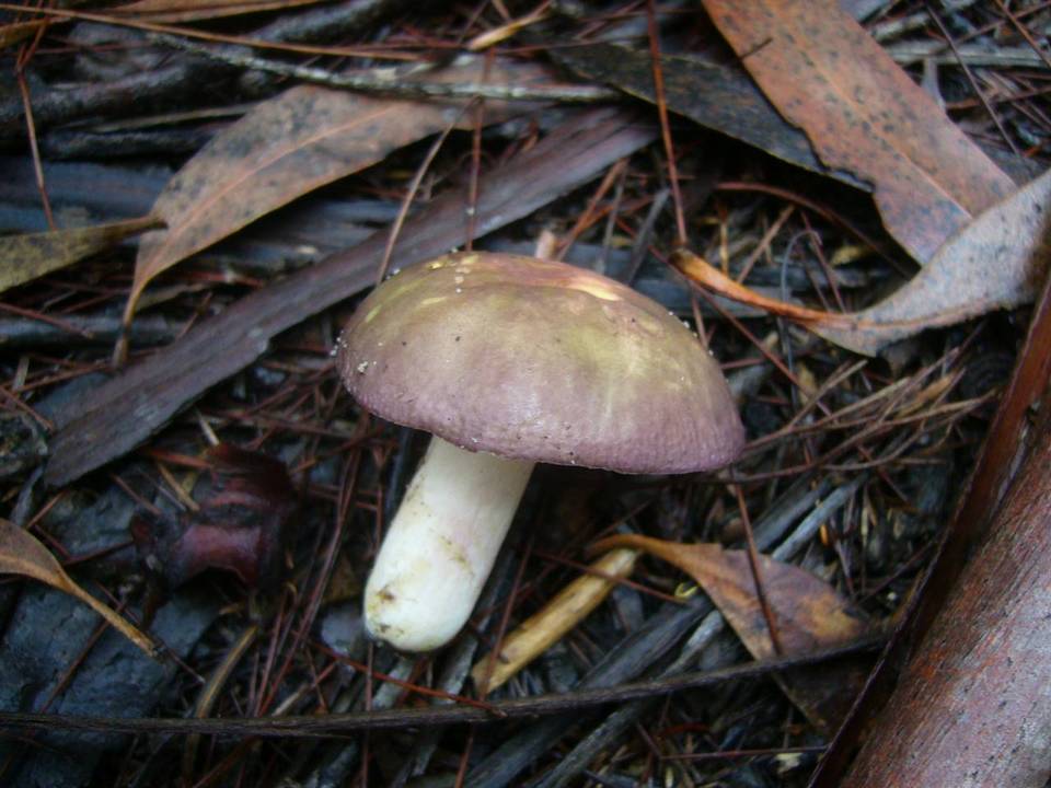 Russula clelandii image