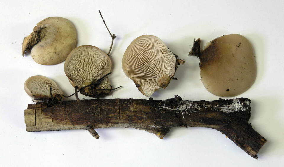 Lentinellus montanus image