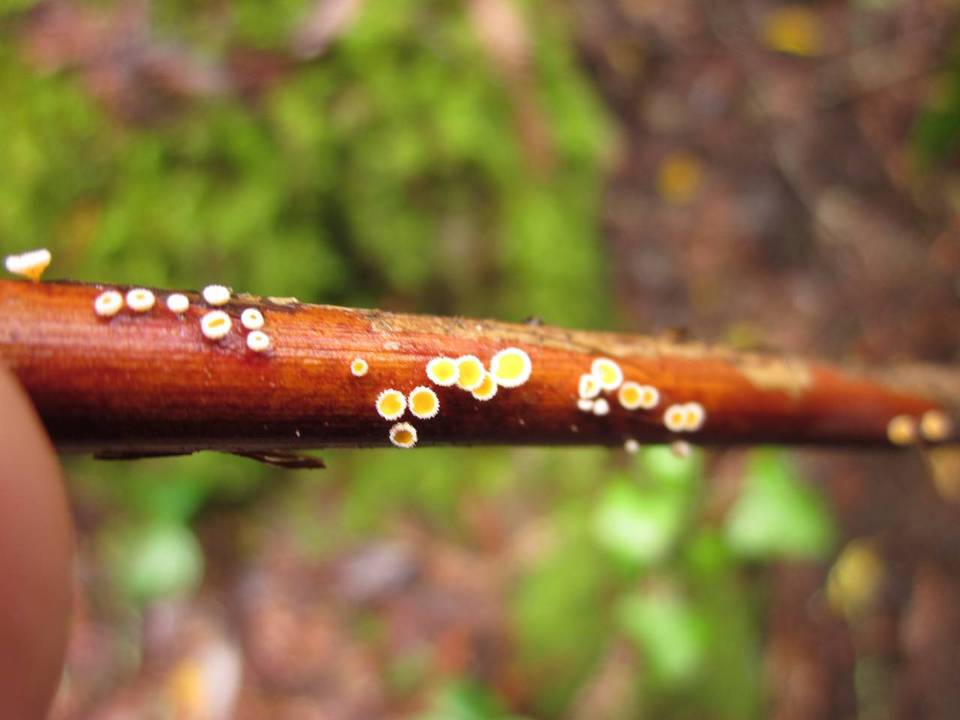 Capitotricha rubi image