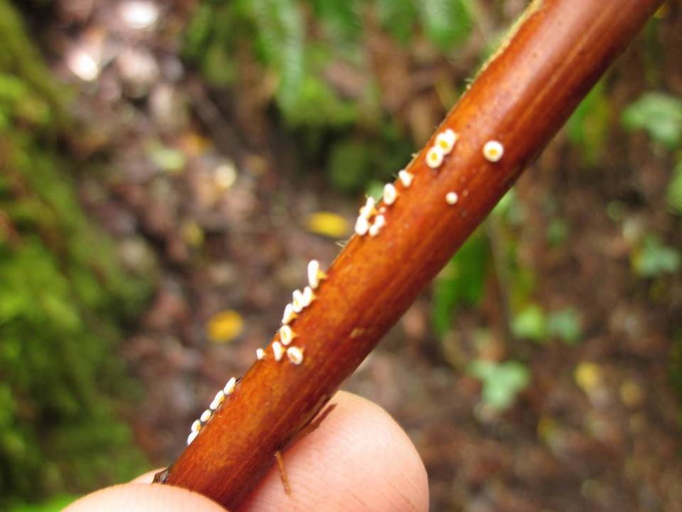 Capitotricha rubi image