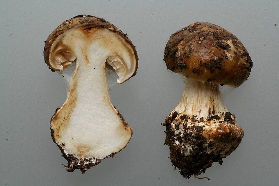 Cortinarius elotus image